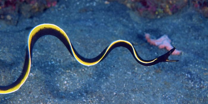 Cá chình ruy băng - Ribbon eel (P2)