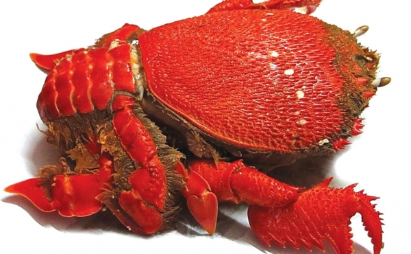 Spanner Crab (Ranina ranina)