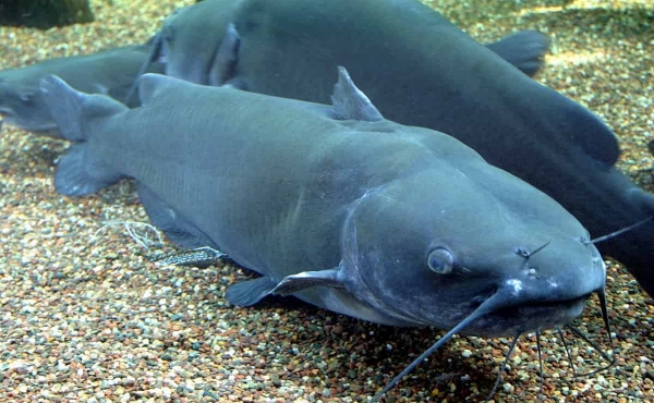 Channel Catfish